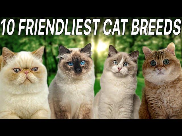 Top 10 Friendliest Cat Breeds | Top 10 Wizard