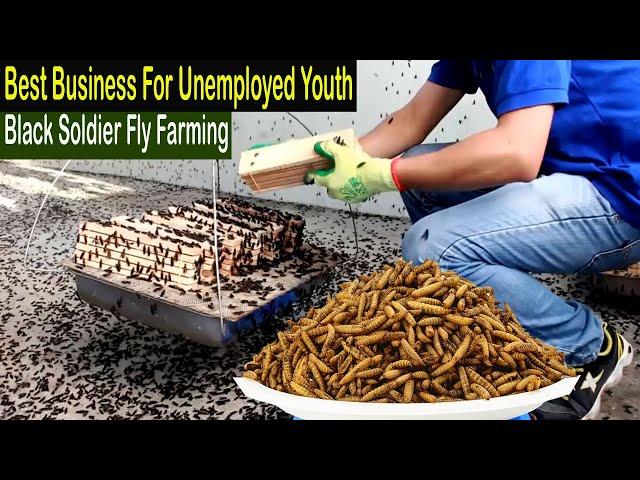 Black Soldier Fly Farming - How to Start Business Black Soldier Fly Larvae Farming - Business Ideas