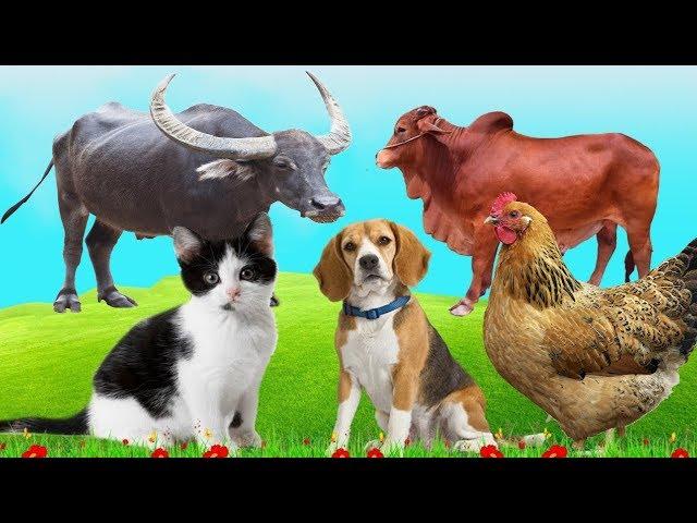 The Moment Of Familiar Animals Buffalo, Cow, Dog, Chicken