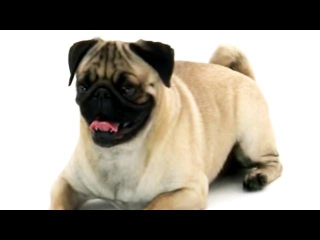 Pug | Dogs 101