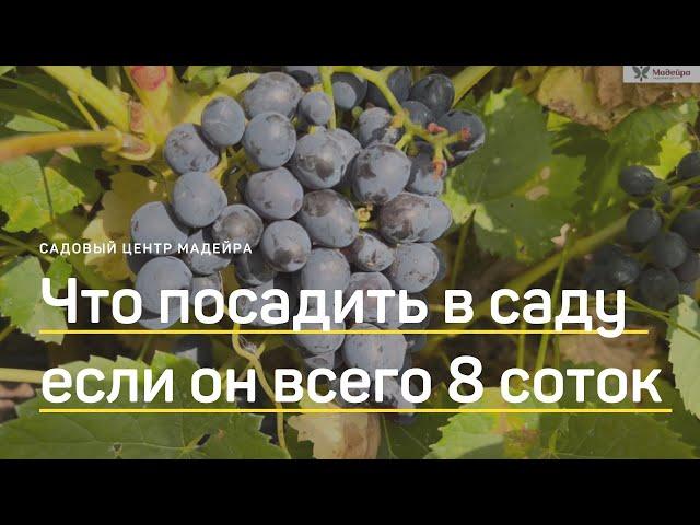 Богатый и красивый сад на 8 СОТКАХ? Реально! ПРОГУЛКА по саду заказчика. Как выглядит сад спустя 2г.