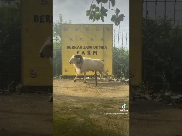 si bule domba Garut super  #dombagarut #dombagarutkontes #dombaqurban #berkahjayadombafarm