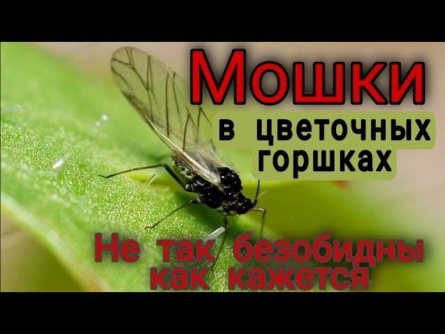 МОШКИ в цветочных горшках ЧЕМ они ОПАСНЫ Причины появления Простые СПОСОБЫ УНИЧТОЖЕНИЯ Профилактика