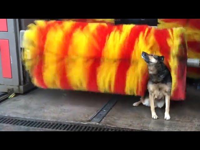 FUNNY Dog at Carwash  | 2 HOURS of Animal Videos