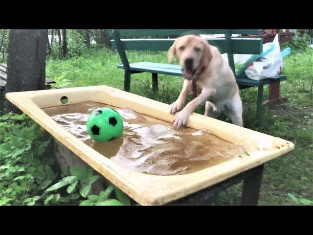 Смешные собаки 2018 Приколы с Собаками ТОПовая подборка Funny Dogs Compilation 2018 #1