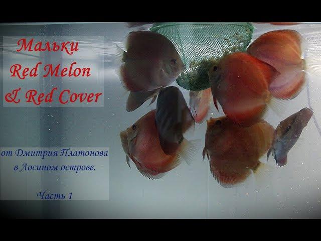 Мальки Red Melon & Red Cover.  Часть 1. #решисьивоплощай