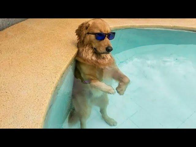 Funniest Animal Videos 2024  - Funny Cats And Dogs Videos 