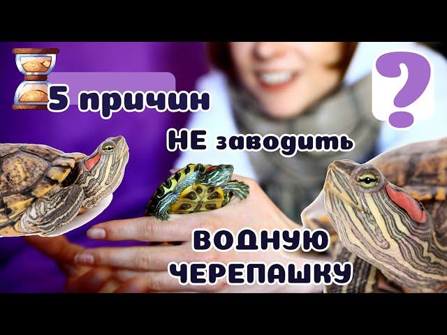 5 причин НЕ заводить КРАСНОУШЕК! Вы разоритесь на "мини-тортиле", если решитесь ее завести.