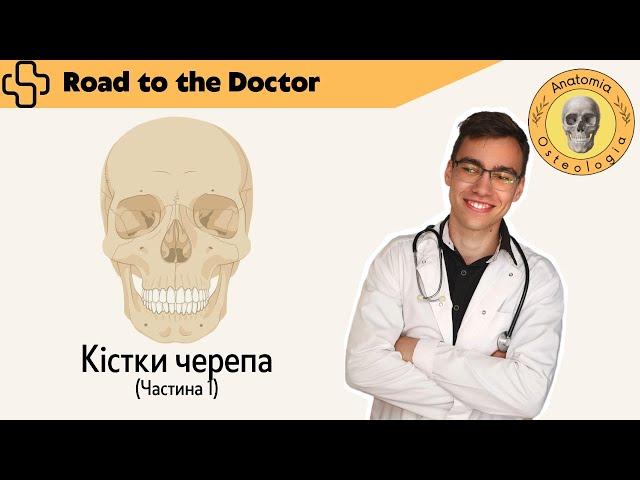 Кістки черепа | Частина 1 | Лобова, решітчаста, тімʼяні та потилична кістки