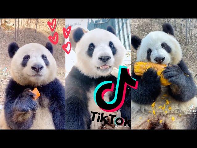 Super Cute Eating Pandas  [TikTok Compilation 2021] 