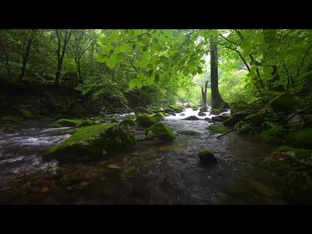 Peaceful Forest Sounds, Birds Chirping, Babbling Brook