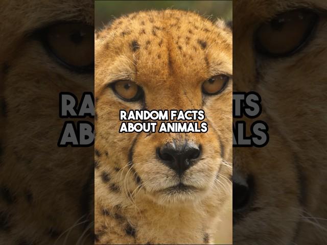 Did you know these animal facts? #facts #curiosity #animals