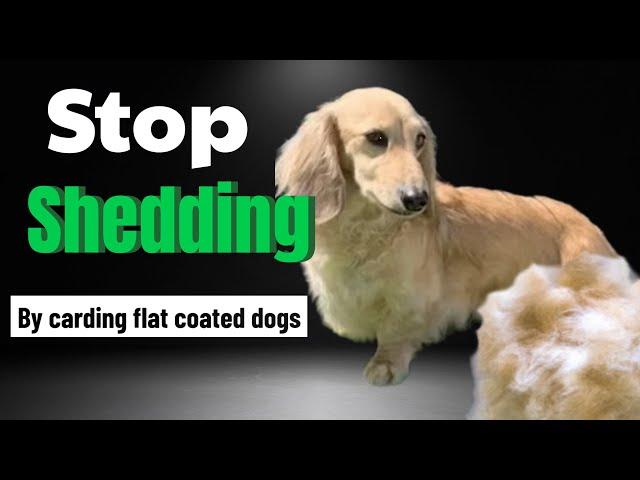 What is carding? Long Hair Dachshund and Flat Coat Breeds Shedding Solutions.