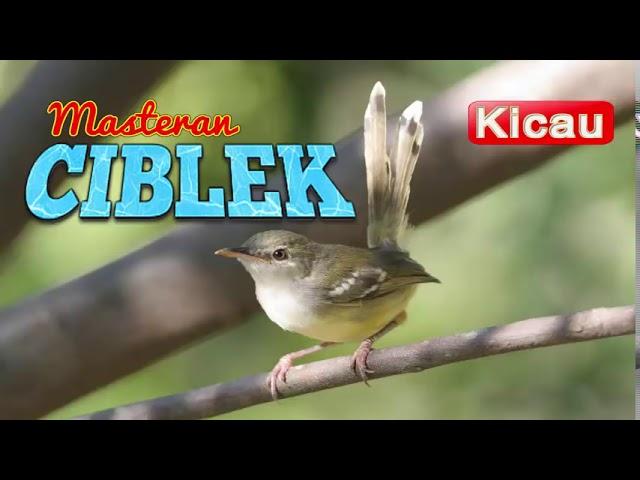 Suara Burung CIBLEK GACOR (Masteran)