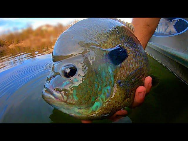 The BLUEGILL that BASS ARE SCARED OF!! (MASSIVE)