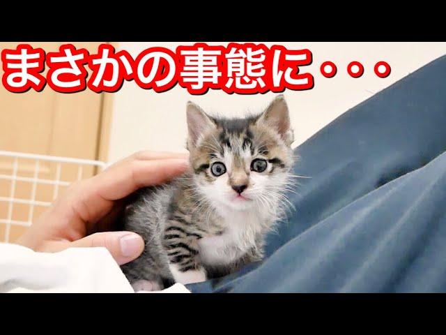 生後３１日の子猫と一緒に寝ていたらまさかの事態に。【保護猫】