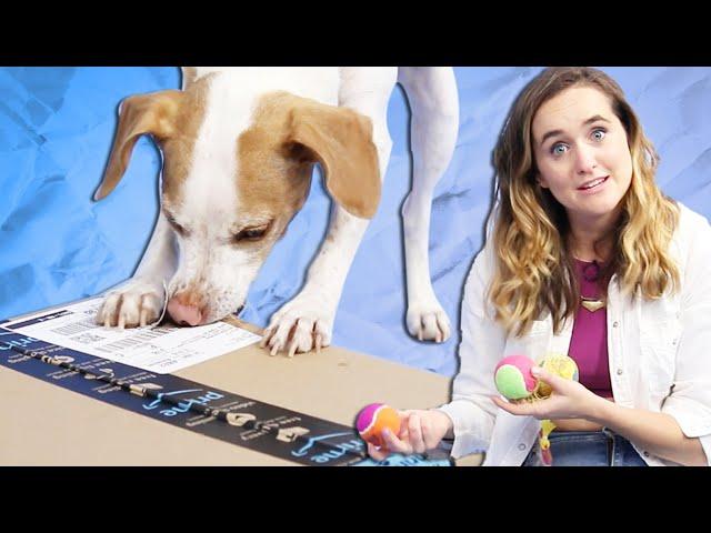 Dogs Unbox Amazon's Best-Selling Dog Toys