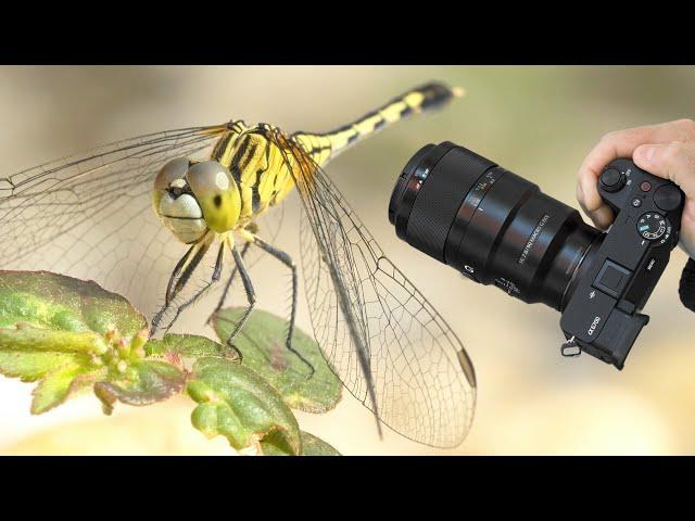 Sony A6700 & Sony FE 90mm F2.8 for macro VIDEOGRAPHY