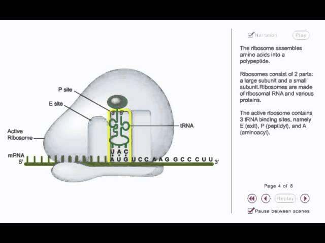 Protein synthesis Animation - translation initiation in prokaryotes