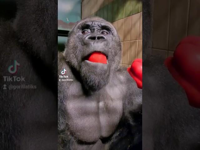 This silverback is enjoying his pepper! #silverback #gorilla #asmr #mukbang #eating #food