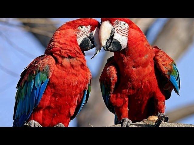 Parrots: Majestic Birds (Nature Documentary)