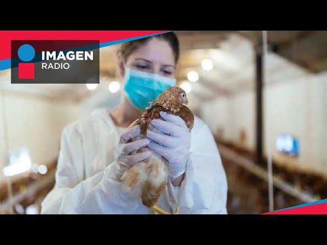 ¿Qué es la gripe aviar H5N2 y cómo se contagia?