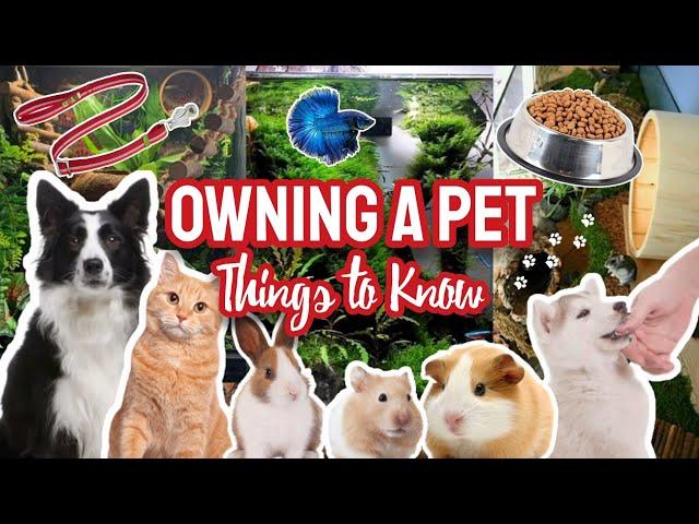 The Reality of Owning a Pet - Things to Know Before Getting Hamsters, Dogs, Cats, Fish & More! 