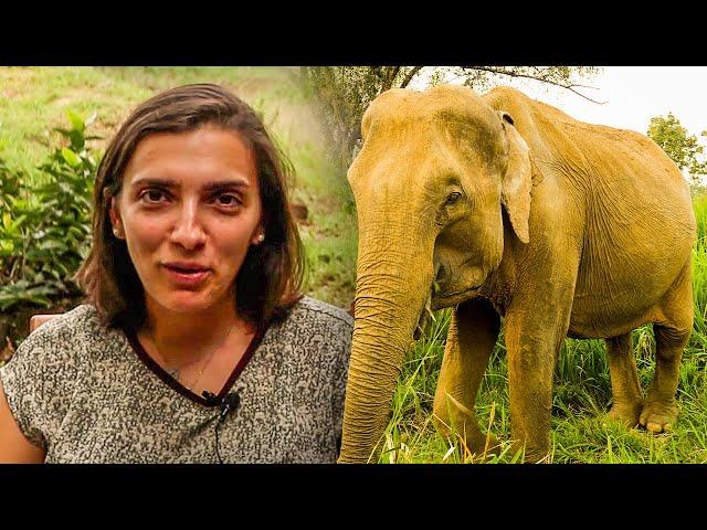 Volunteer Experience Of The Great Elephant Project | The Great Projects