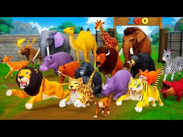 Funny Animals TV Highlights: Zoo Games, Epic Fights, and Great Escapes | Animal Compilation Movie