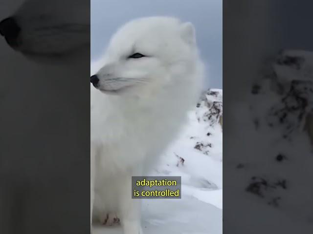 THIS RARE FOX CAN CHANGE COLOR