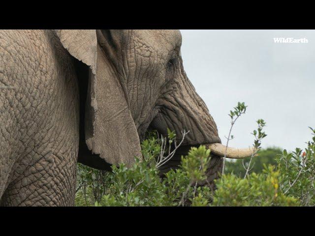 SafariLIVE Sunrise - 06 June 2024