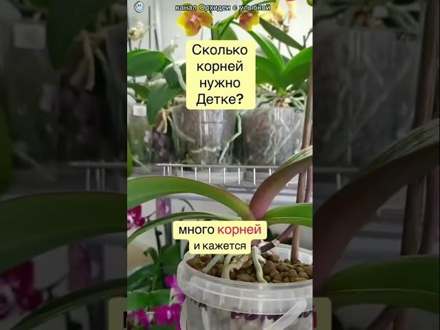 Когда отделять детку орхидеи? #orchid #orchidcare #орхидеипересадка #цветы #орхидеи