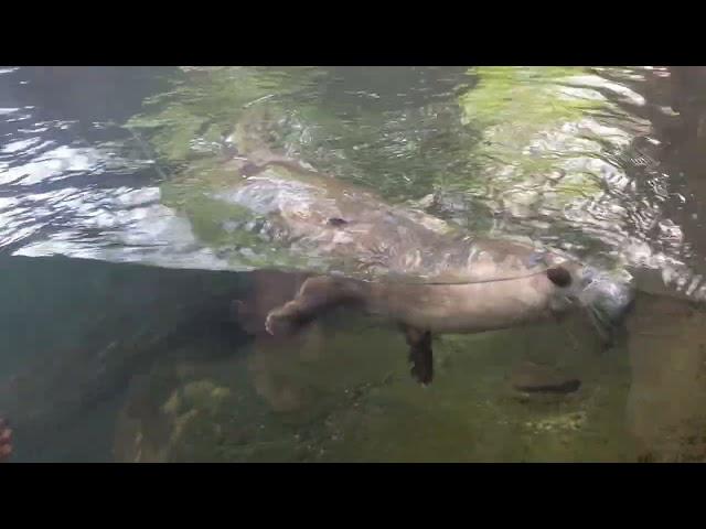 Otter playing with acorn #lincolnparkzoo