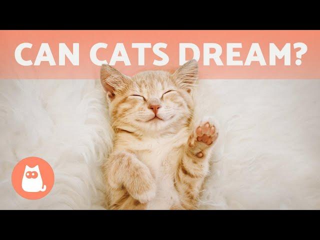 Can CATS DREAM?  What Do They Dream About?