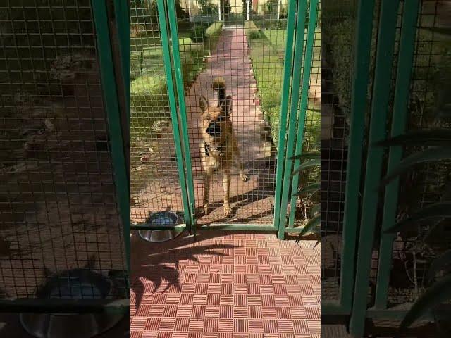 Aggressive German Shepherd Dog Barking in Pluto Farm  .