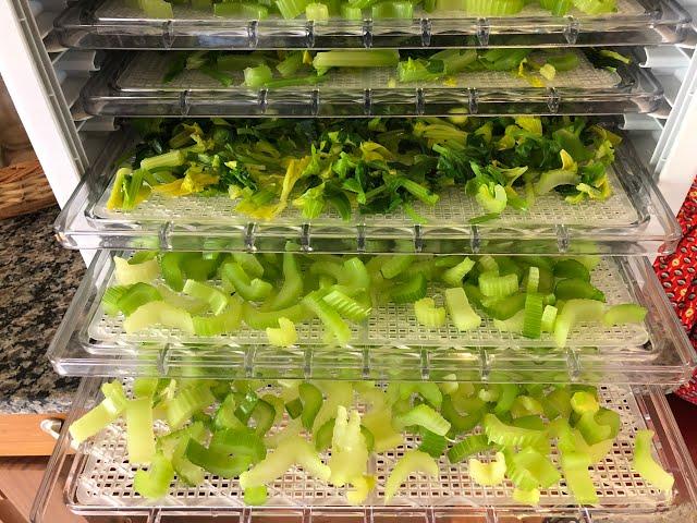 Dehydrating Celery