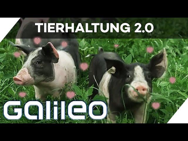 40.000 m² Leben frei nach Schnauze -  Das ist Tierhaltung 2.0! | Galileo | ProSieben