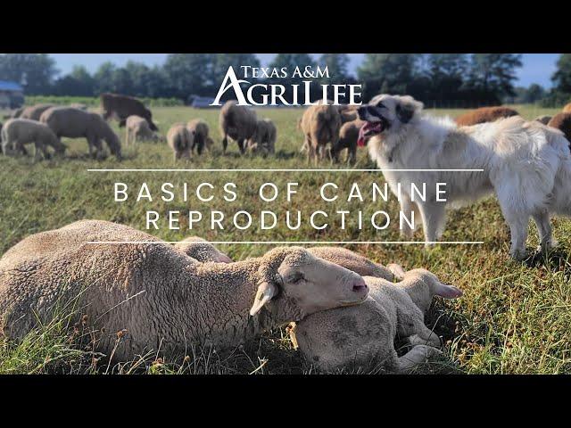 Basics of Canine Reproduction