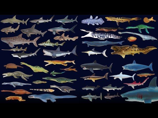 Sharks and Prehistoric Sea Life Collection - The Kids' Picture Show (Fun & Educational)