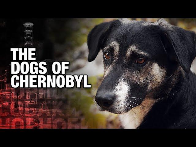 Chernobyl Created the World's Rarest Dogs