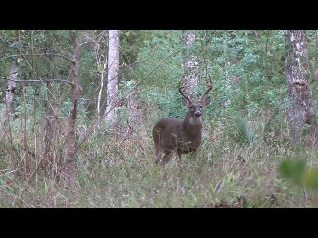 Louisiana whitetails 2023:2024