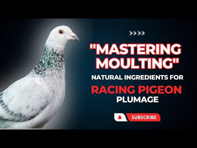 Natural Ingredients for Quality Feathers : Mastering Racing Pigeon