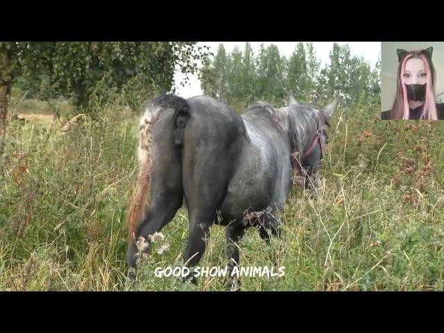 A Horse a cross between a donkey. Amazing videos about horses