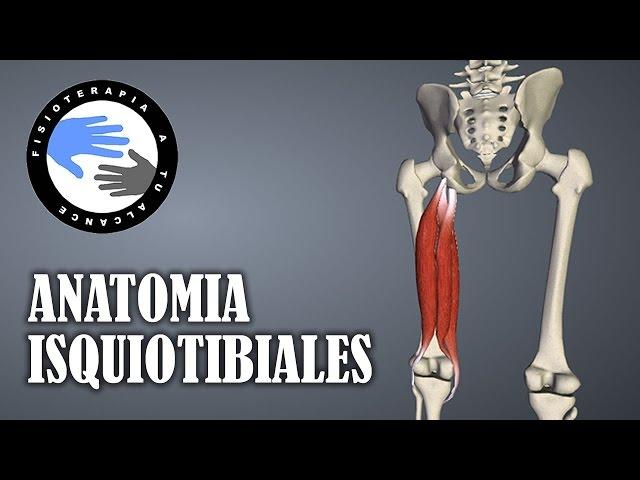 Isquiotibiales, anatomía y curiosidades