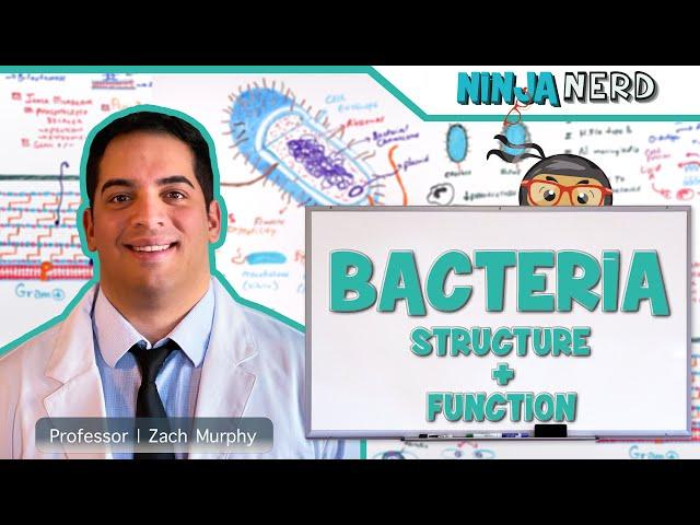 Bacteria | Structure and Function