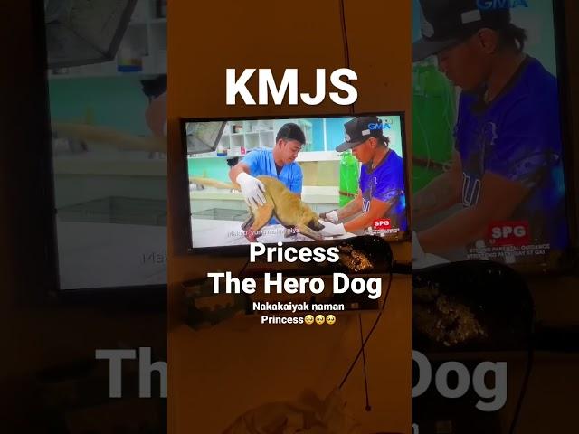 Princess the hero dog #KMJS