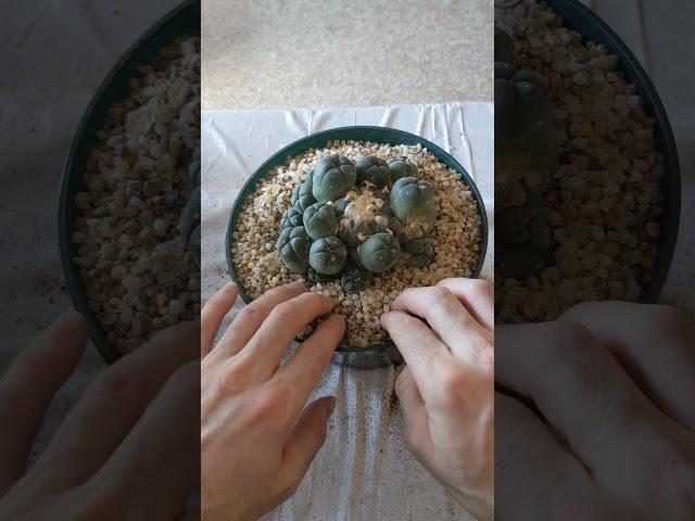 Peyote Cactus Ceremonies