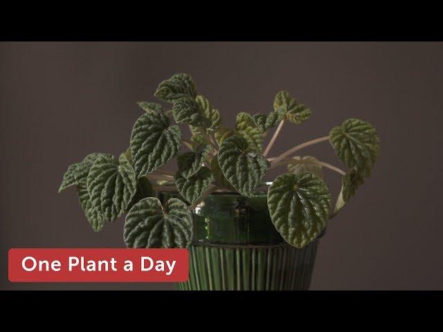 Peperomia caperata Houseplant Care — 167 of 365