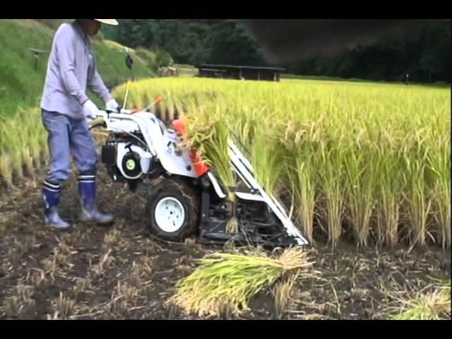 kubota RJN55 オートバインダーで稲刈りJapanese harvesting of the rice