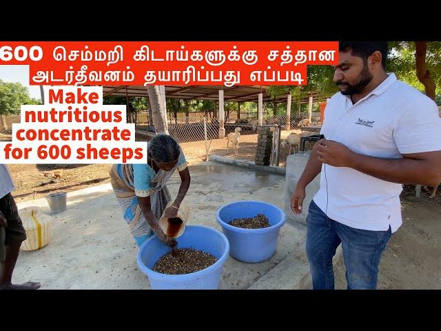 மாதம் 4 கிலோ எடை கூடும் தீவனம் தயாரிப்பது எப்படி | Concentrate feed for sheep and goats